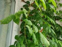 紫藤下山桩叶子发白 是什么病 怎么办