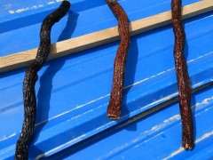 怎么能让紫藤下山桩杠变红 图片