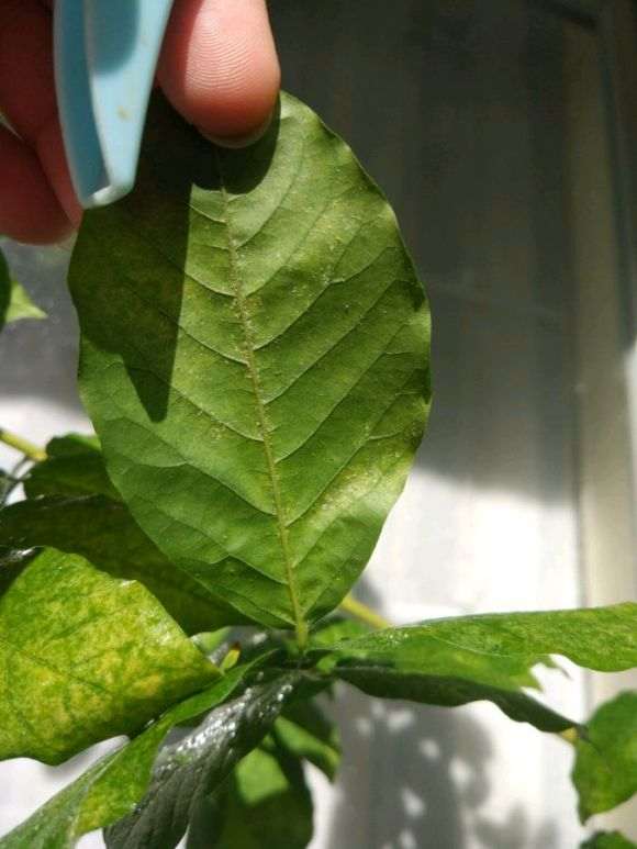 刚发芽的紫藤下山桩 水浇多了 怎么办 图片