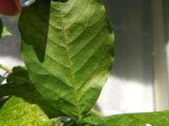 刚发芽的紫藤下山桩 水浇多了 怎么办 图片