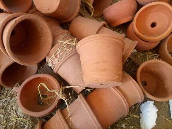 为什么紫藤下山烂根跟花盆有关 图片