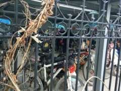 紫藤下山桩缠绕枝条可以长在一起吗 图片