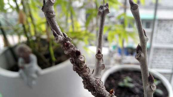 紫藤下山桩这是叶芽 还是花芽 图片