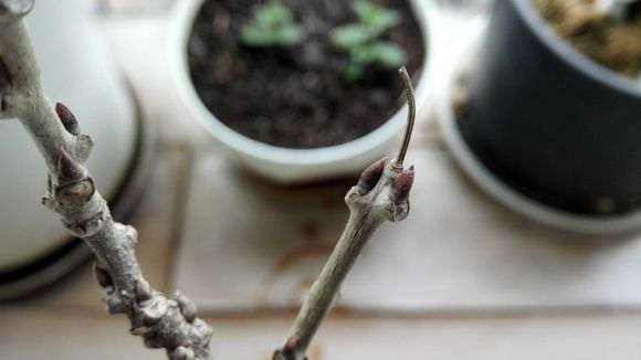 紫藤下山桩这是叶芽 还是花芽 图片