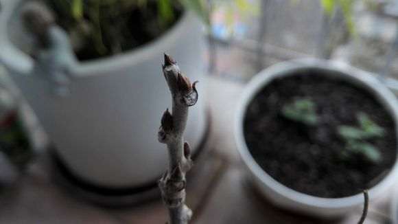 紫藤下山桩这是叶芽 还是花芽 图片