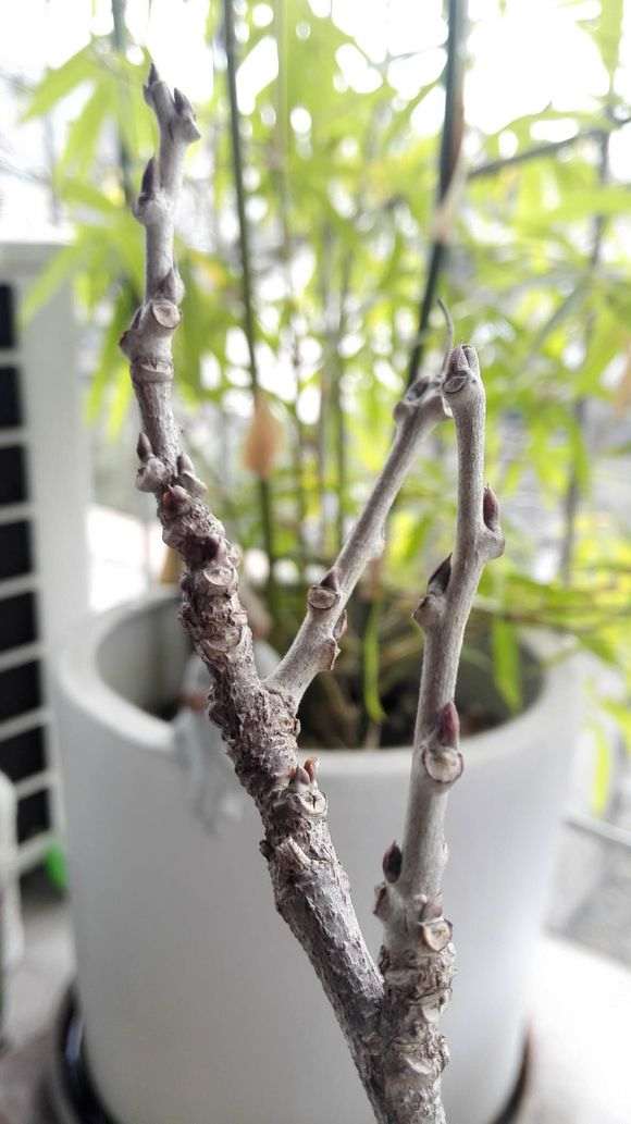 紫藤下山桩这是叶芽 还是花芽 图片