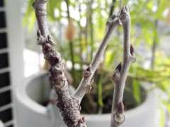 紫藤下山桩这是叶芽 还是花芽 图片