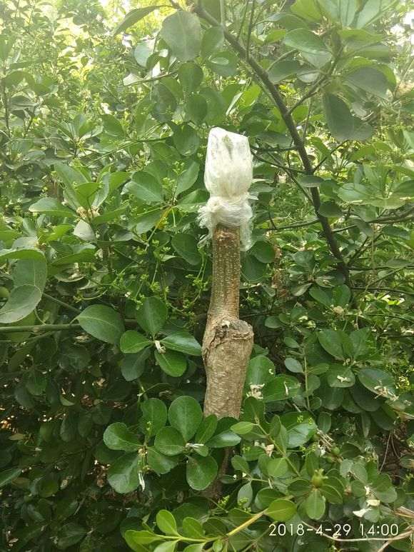 槐树嫁接的紫藤下山桩 怎么样 图片