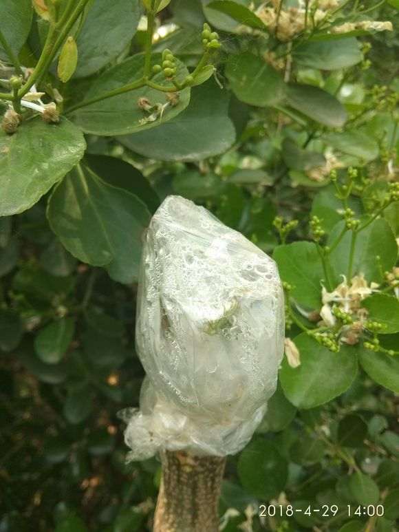 槐树嫁接的紫藤下山桩 怎么样 图片