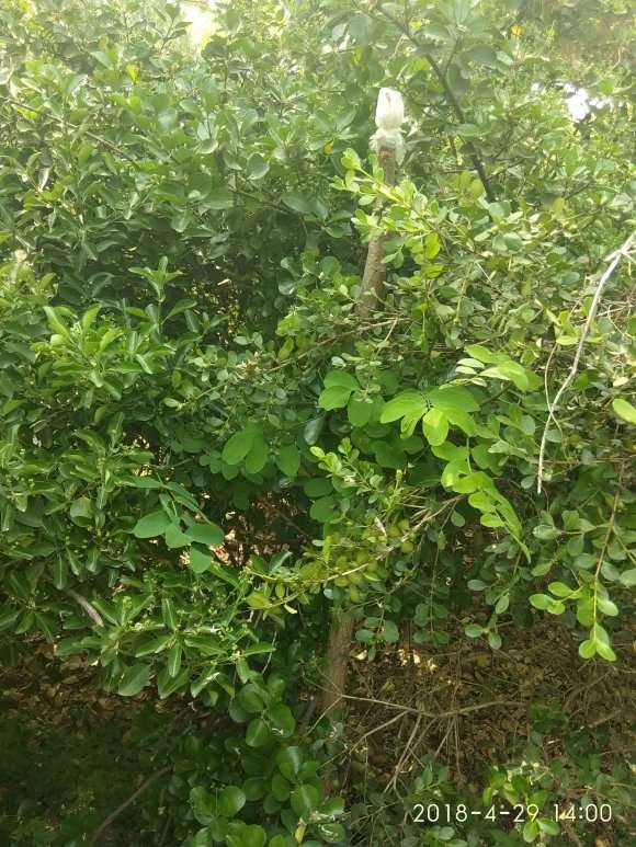 槐树嫁接的紫藤下山桩 怎么样 图片