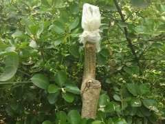 槐树嫁接的紫藤下山桩 可以吗 图片