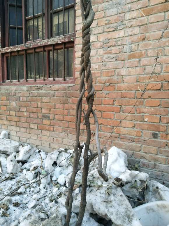 这棵紫藤下山桩能不能修剪成树型 图片