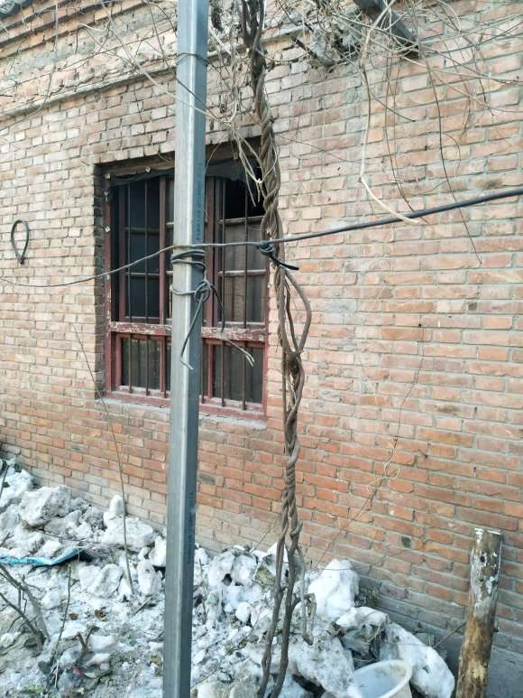 这棵紫藤下山桩能不能修剪成树型 图片