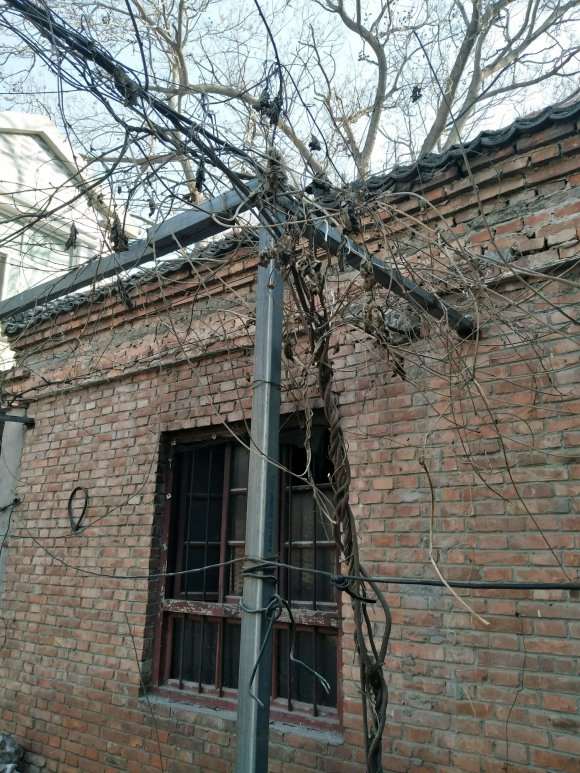 紫藤下山桩在黑龙江冬天可以过冬吗 图片