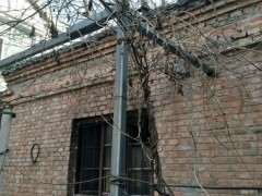 紫藤下山桩在黑龙江冬天可以过冬吗 图片