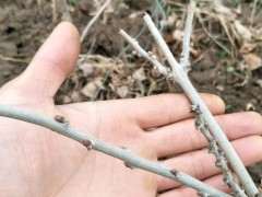 紫藤下山桩花芽与叶芽对比 可以吗 图片