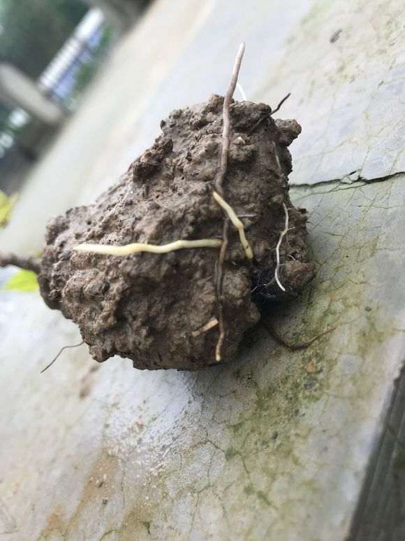 水插紫藤下山桩生根了 怎么样 图片