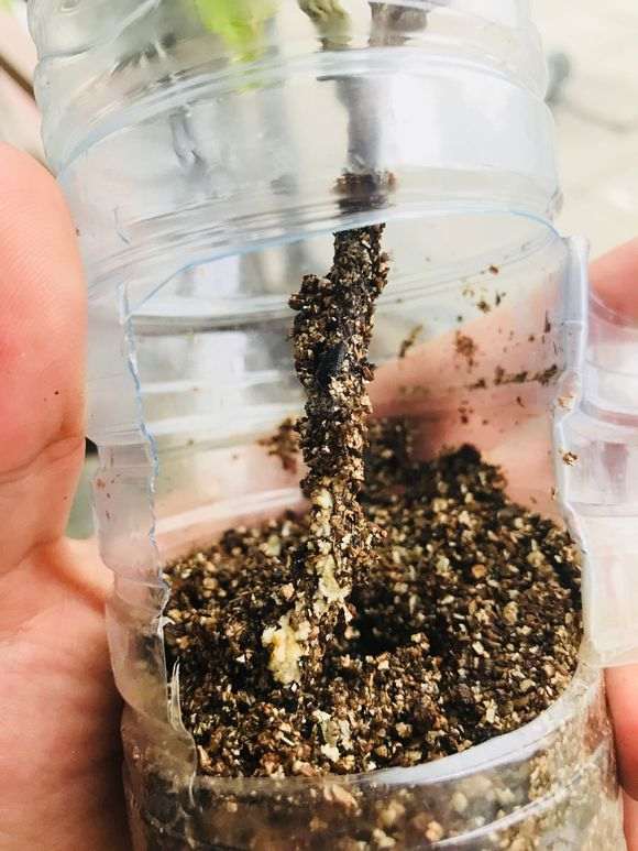 水插紫藤下山桩生根了 怎么样 图片