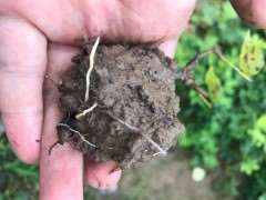 水插紫藤下山桩生根了 可以吗 图片