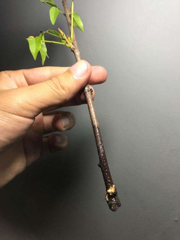 水培的紫藤下山桩杆上 有白点怎么办