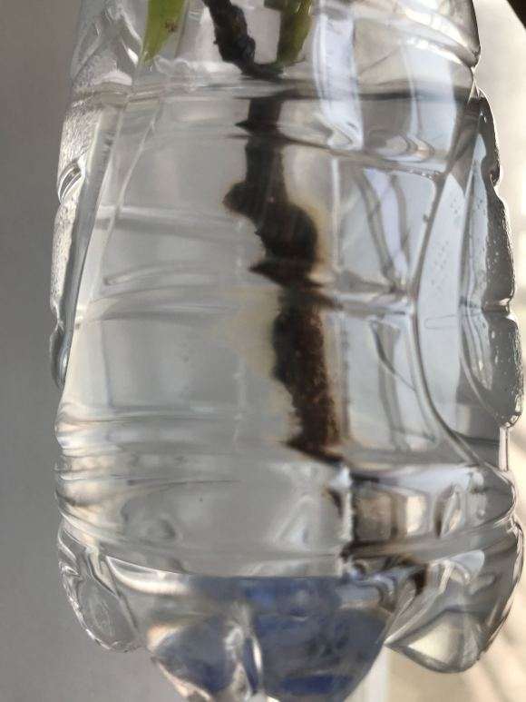 水培的紫藤下山桩杆上 有白点怎么办