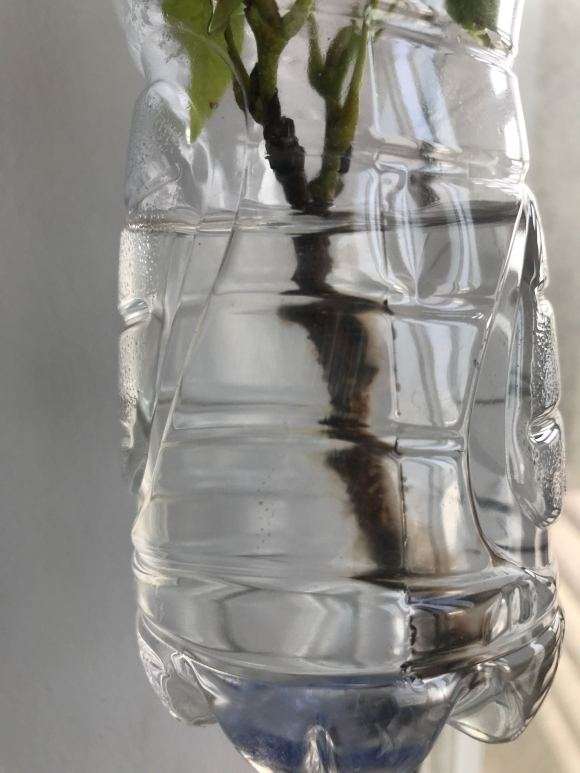 水培的紫藤下山桩杆上 有白点怎么办