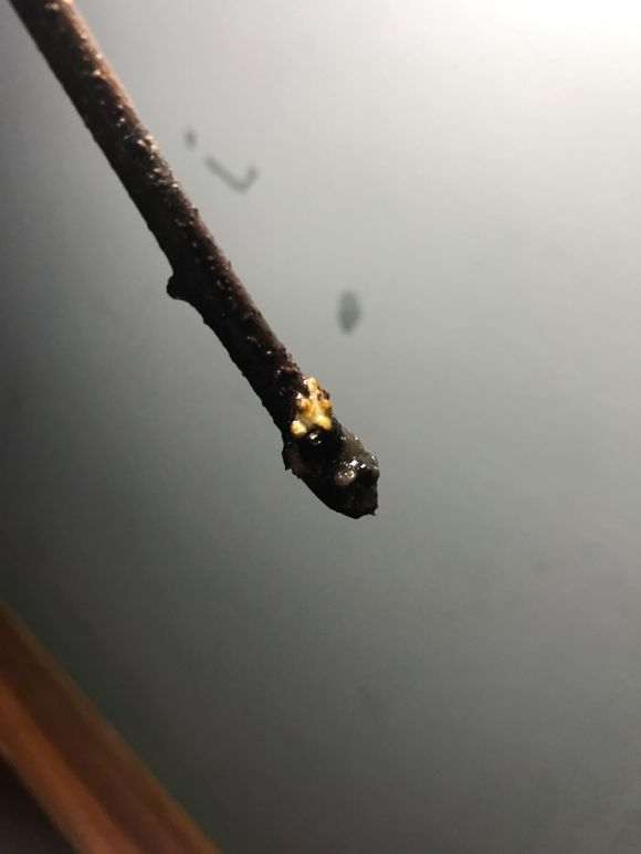 水培的紫藤下山桩杆上 有白点怎么办