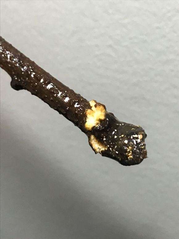 水培的紫藤下山桩杆上 有白点怎么办