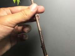 紫藤下山桩种子 听说很难发芽 图片