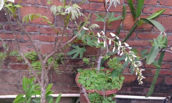 有没有人种紫藤下山桩的啊 怎么样 图片