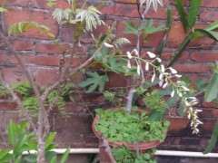 有没有人种紫藤下山桩的啊 可以吗 图片