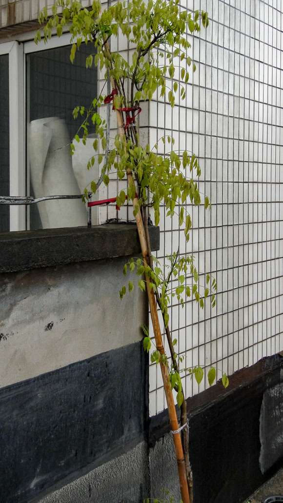 紫藤下山桩养到第三年终于开花啦 图片