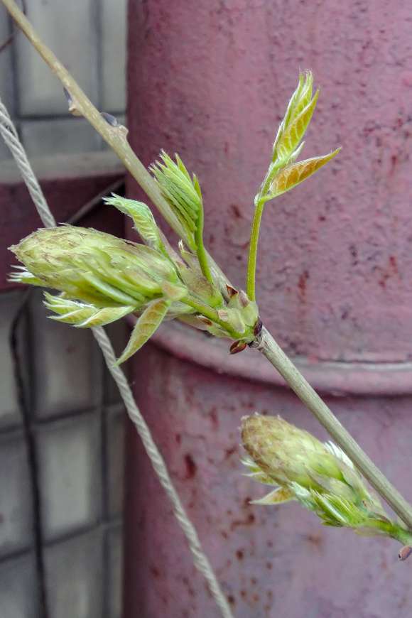 紫藤下山桩养到第三年终于开花啦 图片