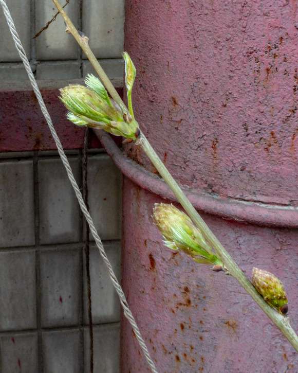 紫藤下山桩养到第三年终于开花啦 图片