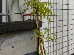 紫藤下山桩养到第三年终于开花啦 图片