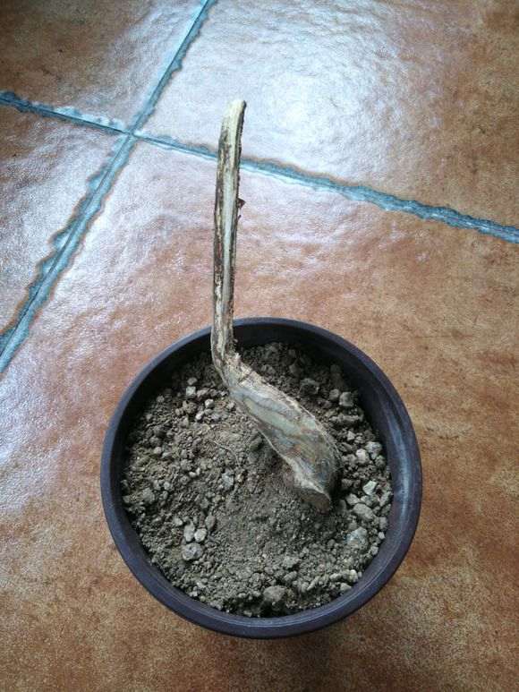 紫藤下山桩果真是烂得只剩一张皮 图片