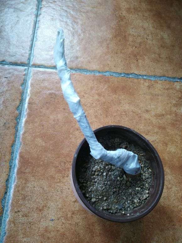 紫藤下山桩果真是烂得只剩一张皮 图片