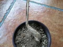 紫藤下山桩果真是烂得只剩一张皮 图片