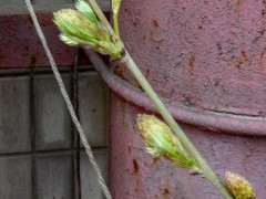 紫藤下山桩辽宁户外能过冬么 图片