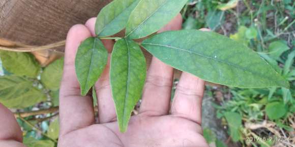 紫藤下山桩种好几年了不开花 怎么办