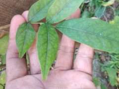 紫藤下山桩种好几年了不开花 怎么办