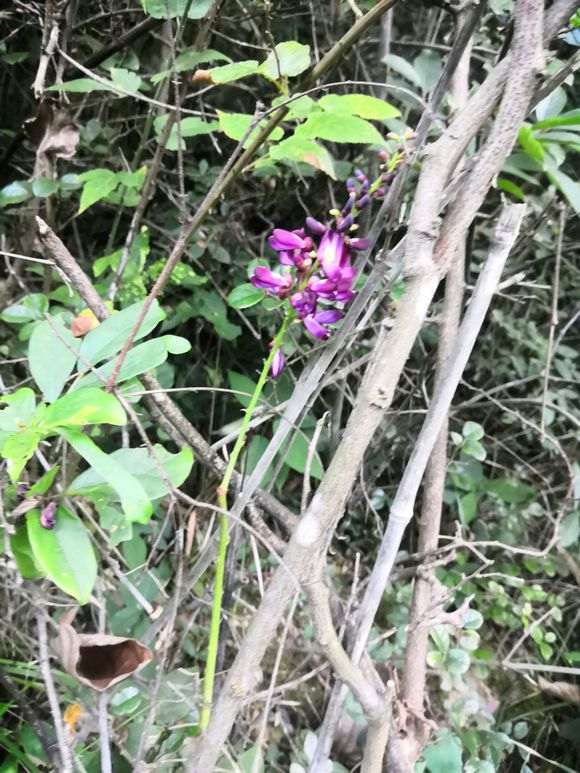 舟山的野生紫藤下山桩 怎么样 图片