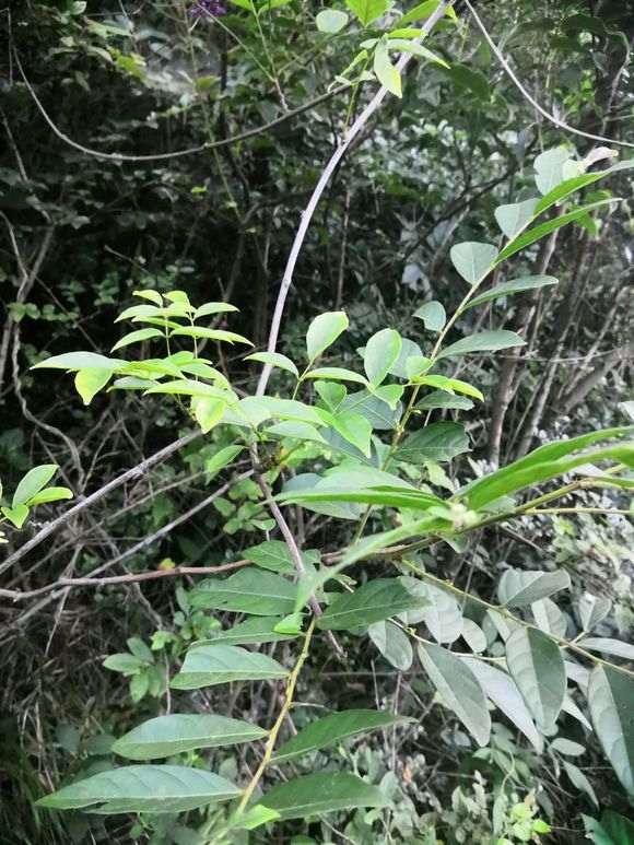 舟山的野生紫藤下山桩 怎么样 图片