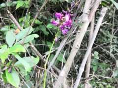 舟山的野生紫藤下山桩 可以吗 图片