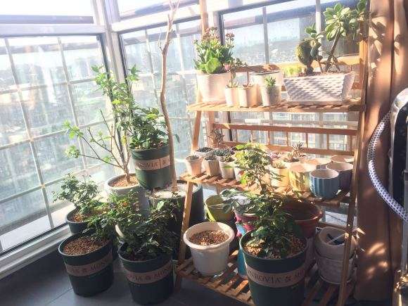 紫藤下山桩就是不发芽 怎么办 图片