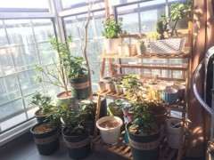 紫藤下山桩就是不发芽 怎么办 图片