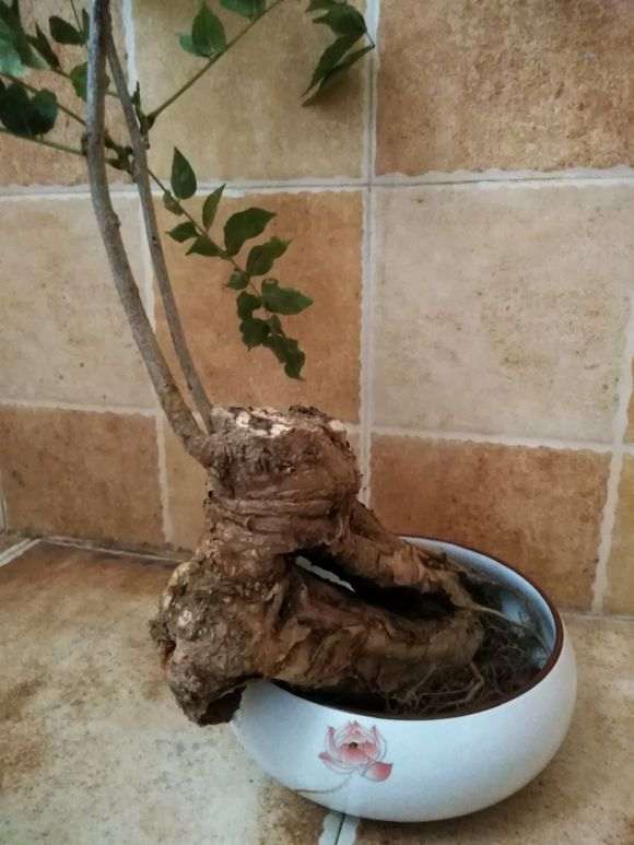 山东可以秋季种植紫藤下山桩吗 图片