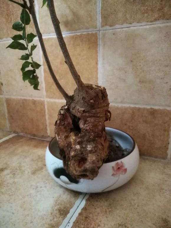 熟桩紫藤下山桩怎么换盆修剪的方法