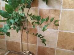 熟桩紫藤下山桩怎么换盆修剪的方法