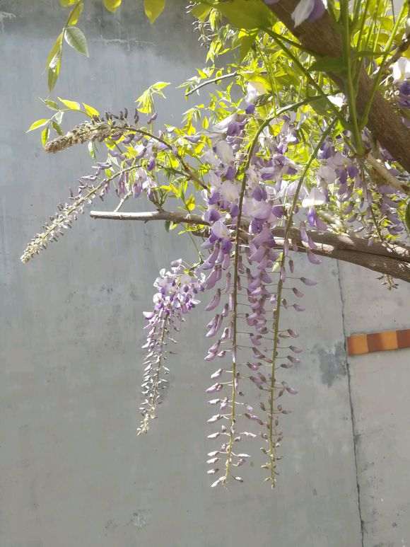 紫藤下山桩养了5年 还没开花 怎么办 图片